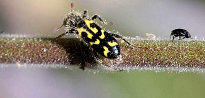 A növény megvédi magát azáltal, hogy ragaszkodik az elhullott rovarokhoz.