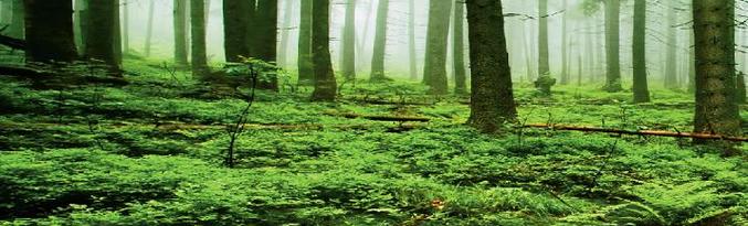 A növények könnyebben tolerálják a világ katasztrófákat