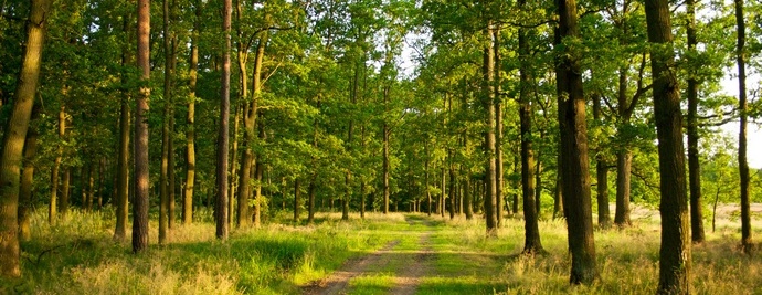 A növények gyilkosok?