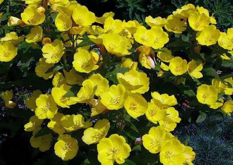 A növények hallják, sőt azt is mondják ...