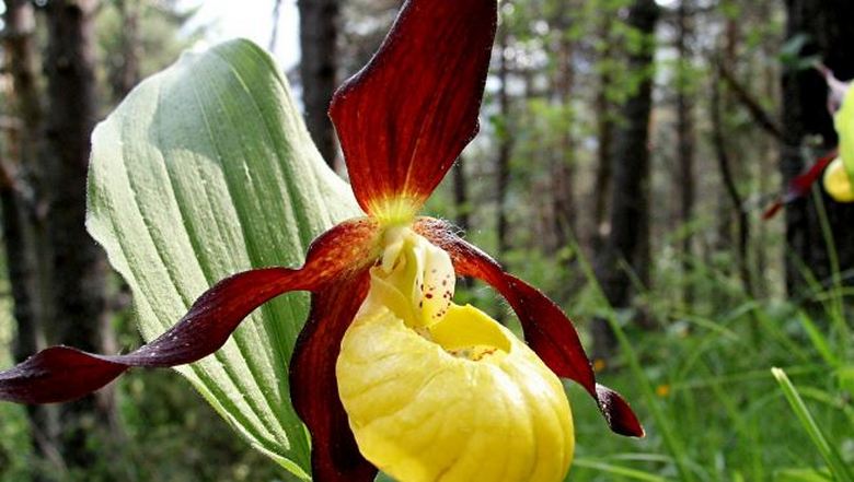 A növények hibernálhatnak