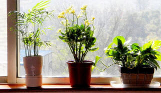 Kattintson a teljes méret megtekintéséhez