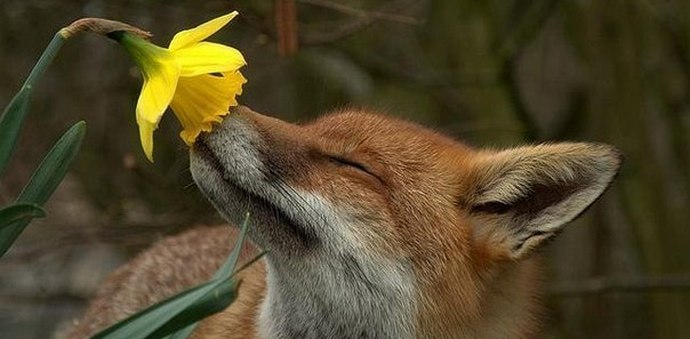 Az intelligens állatvilág körülöttünk