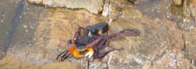 A legritkább lövés: egy polip vadászik a szárazföldön