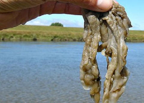 Kattintson a teljes méret megtekintéséhez