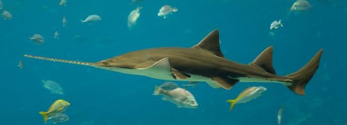 A fűrészelt halak partner nélkül hozhatnak utódokat