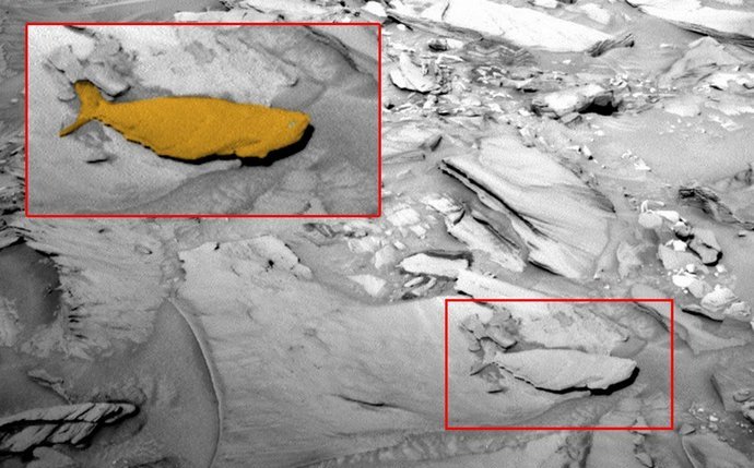 Hal a Marson - egy csodálatos lelet