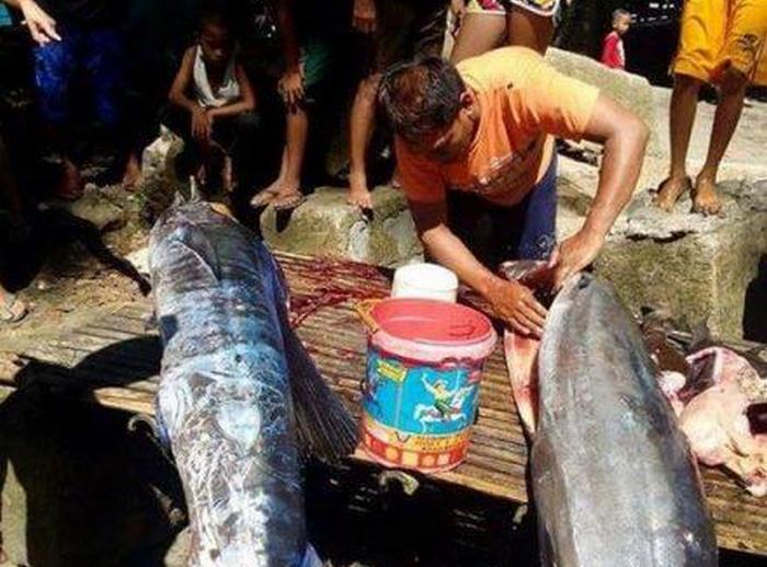 Hal titokzatos tetoválásokban