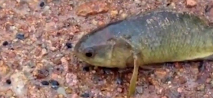 A halak partra kerülnek