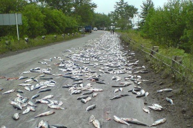 A hal esője elmúlt Ausztráliában