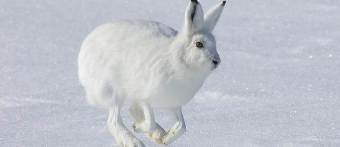 Az orosz nyúl-extrém lett az internet csillaga