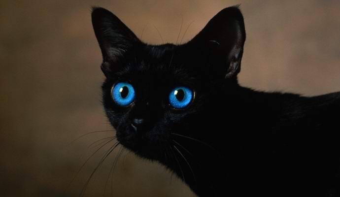 Az orosz macskaközeg becslése szerint tizenhétmillió