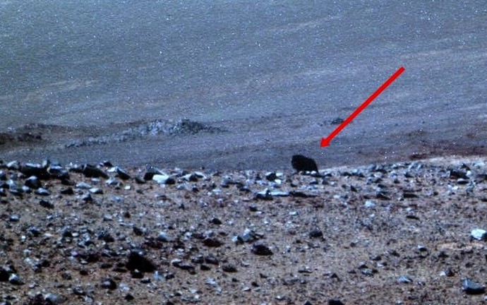 A NASA Rover egy állatot lőtt a Marsra