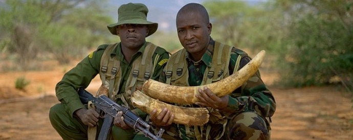 A rózsaszínű festék megmenti az elefántokat az orvvadászoktól