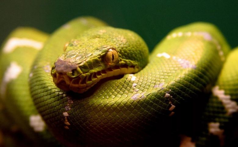 A kamerán elfogott legnagyobb kígyók