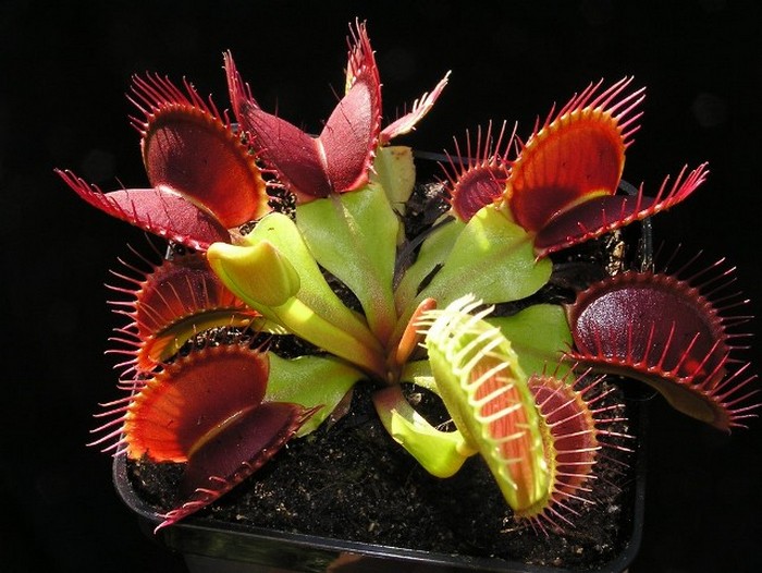 A legszokatlanabb virágok a világon