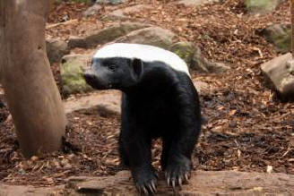 A legszokatlanabb állatok