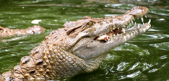 Az ember legveszélyesebb gyilkosai