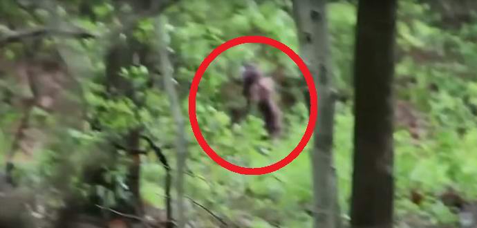 A kölyök nőstény nő beleesett a tudós kameralencséjébe