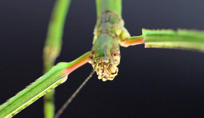 A világ legnagyobb rovarja évszázadok óta rejtőzik az emberektől. Fotó