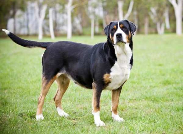 ómen megütni egy kutyát egy autóban 