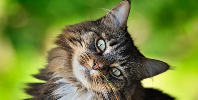 Ma van a macska világnapja