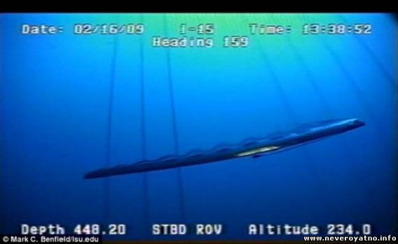 A heringkirály egy megfigyelő kamera lencséjébe esett. Video