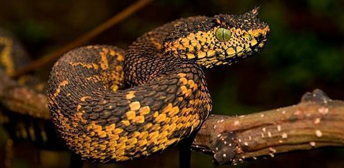 Szelfik százötvenezer dollárért?