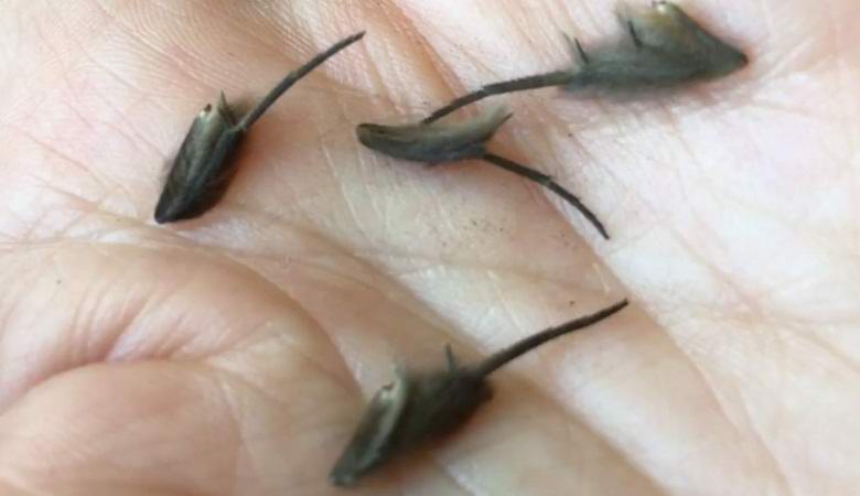 A család furcsának találta