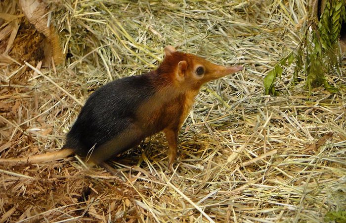 A fog: A bolygó élő kövülete