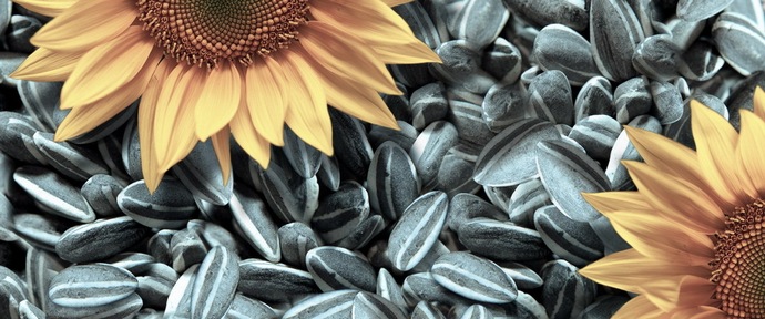 A magokra kattintás az egyik kedvenc orosz szórakozás