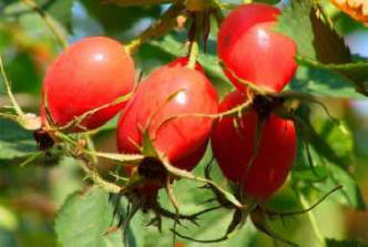 Csipkebogyó enyhíti a fájdalmat, a tudósok bebizonyították