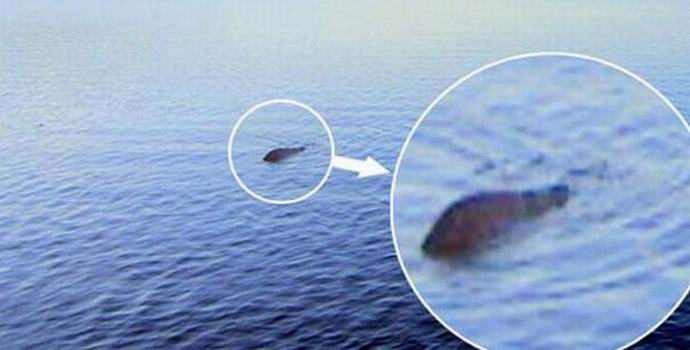 A skót negyed évszázadon keresztül a harcsa vadászatát Loch Ness szörny helyett vadította le.