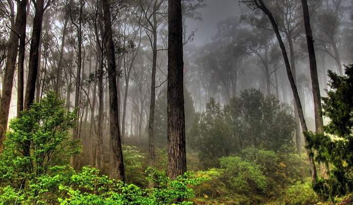 A skót fényképezett egy humanoidszerű humanoidot az erdőben