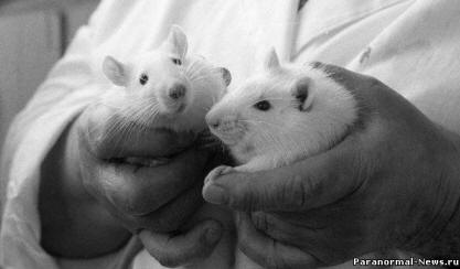 A szibériai tudósok tesztelték magukat