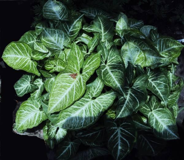 syngonium előjelek és babonák 