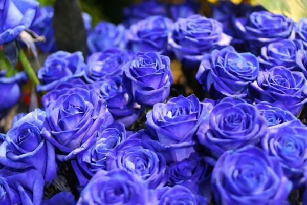 kék rózsák kék rózsák
