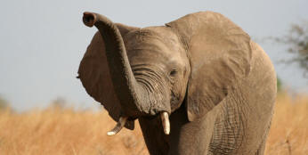 Az elefántok mindent emlékeznek?