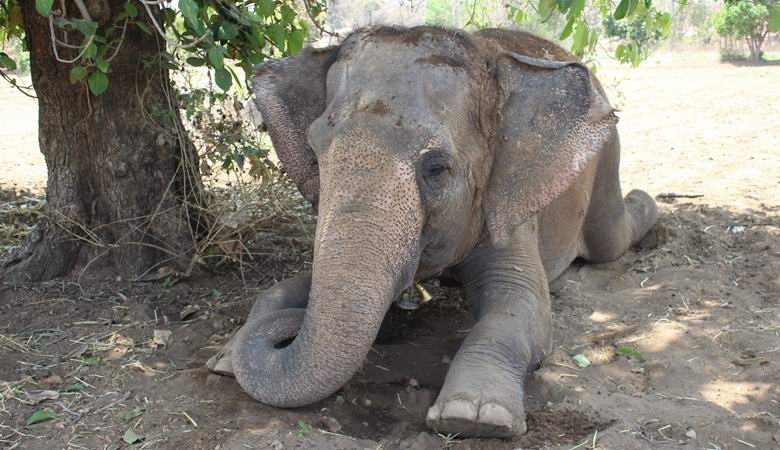 Az elefánt megölte saját mesterét és elrejtette a holttestet