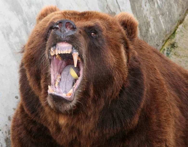 Egy bátor fiú megmentette rokonokat a medvétől