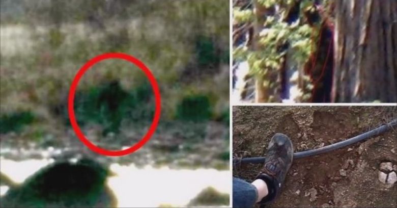 A Bigfoot csodálatos intuícióval rendelkezik és képes előre látni a jövőt.
