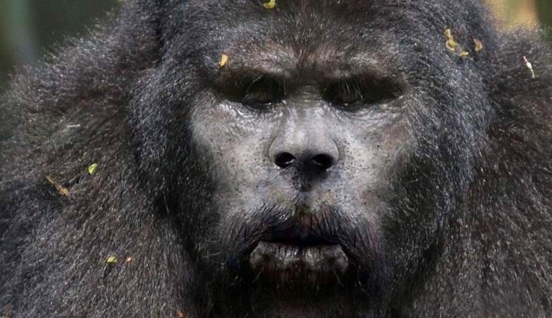Bigfoot komolyan megijesztette a kanadai vadászat