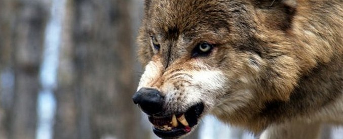 A kutyák nem farkasok leszármazottai