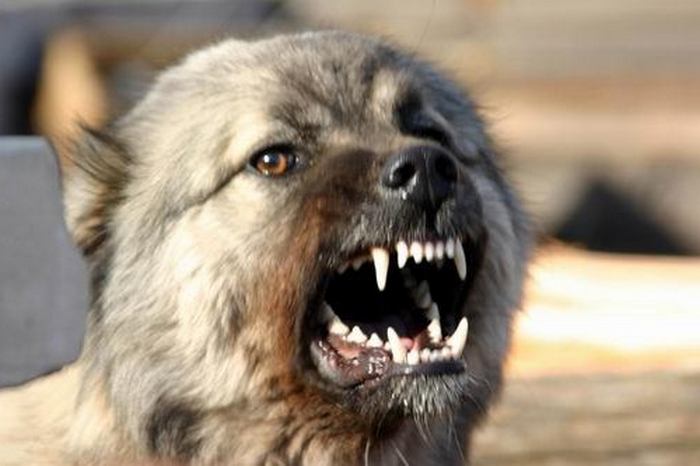 A kutyák is őrültek?