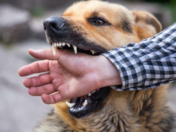 A gonosz kutya támad 