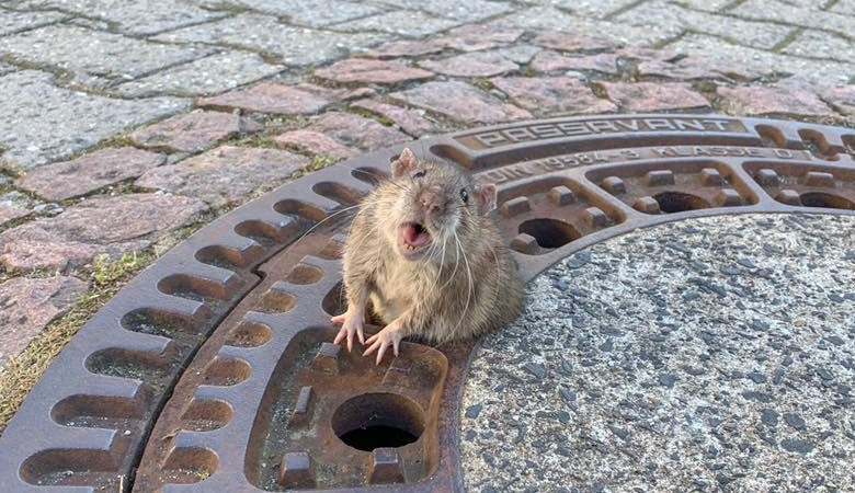 A mentők felszabadították a szennyvízcsatornába beragadt kövér patkányt