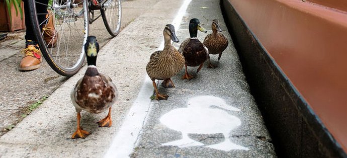 Különleges kacsapályák jelentek meg az Egyesült Királyságban