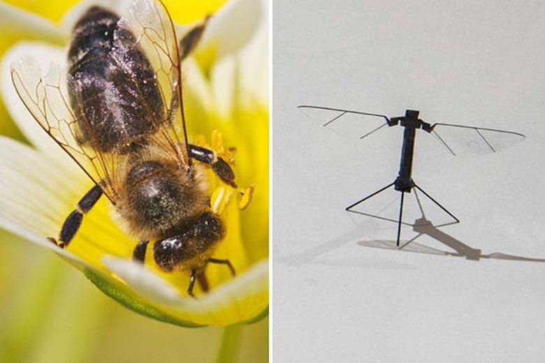 Az Egyesült Államok a méhekkel kapcsolatos drónok létrehozásán dolgozik. A tudósok aggodalommal figyeli.