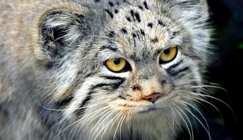 Egy idős asszony, aki egy kis cica menedéket kapott, hűséges barátja és védelmezője volt