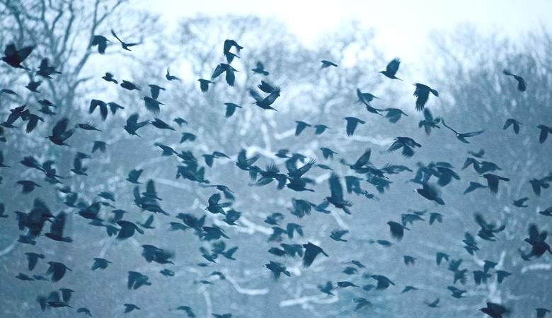 Egy hollócsör körözött Kaliforniában az UFO-k körül